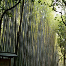 "Bamboo Forest" Kyoto, Japan // archival pigment print