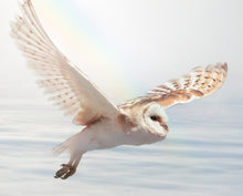 Tytonidae / Barn Owl