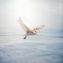 Tytonidae / Barn Owl