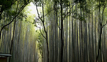 "Bamboo Forest" Kyoto, Japan // archival pigment print