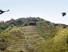 "Plum Farm Ravens" Wakayama, Japan // archival pigment print