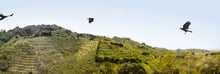 "Plum Farm Ravens" Wakayama, Japan // archival pigment print